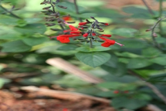 Salvia coccinea